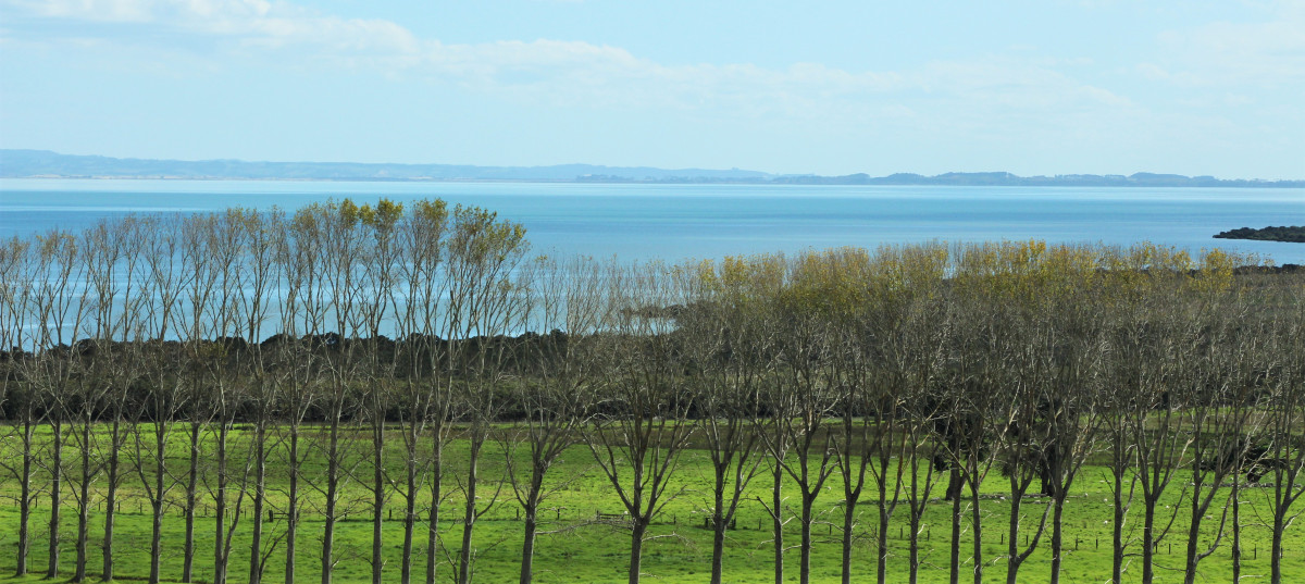 Kaipara Harbour istock