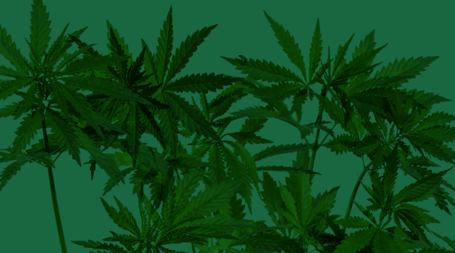 A majority of NZers say they will vote to keep weed illegal