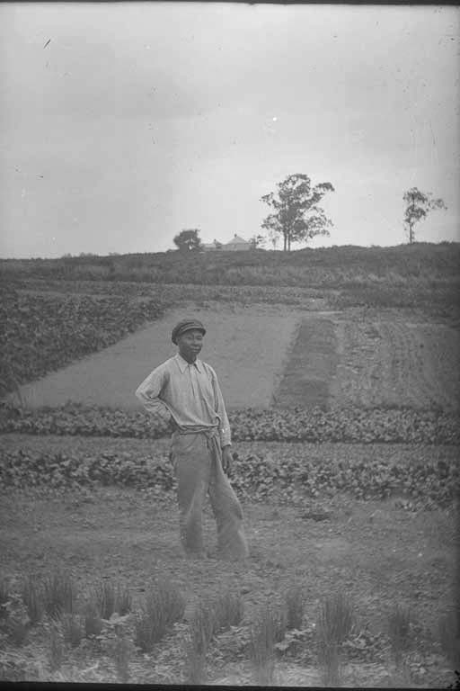 Chinese market garden on Great North Road Auckland Libraries Heritage Collections
