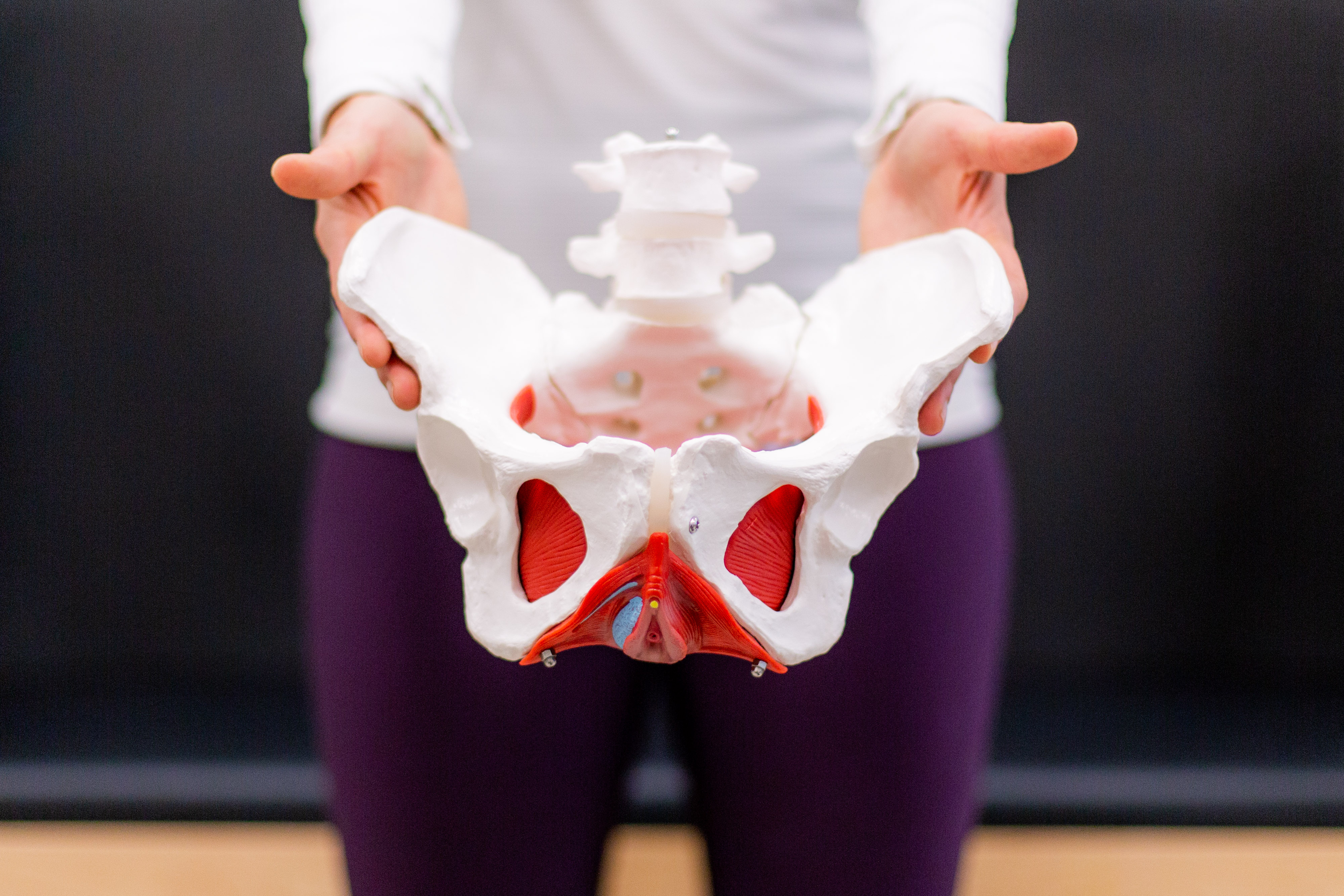 Model of the pelvic floor